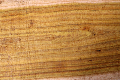 Abschnitt Perückenstrauch 245x60x30mm - Perü0111