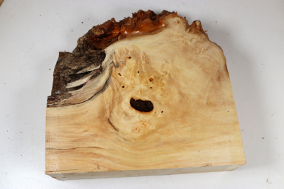 Horse Chestnut Burl 230x230x70mm - Roka0501