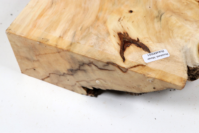 Horse Chestnut Burl 230x230x70mm - Roka0501