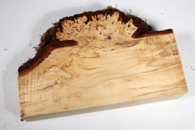 Horse Chestnut Burl 270x170x60mm - Roka0377