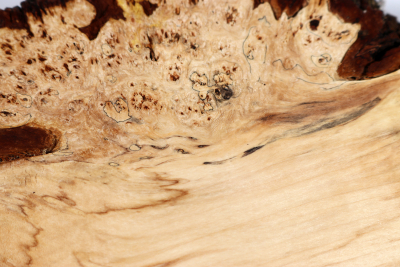 Horse Chestnut Burl 270x170x60mm - Roka0377