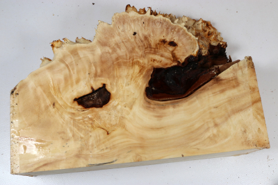 Horse Chestnut Burl 285x190x75mm - Roka0495