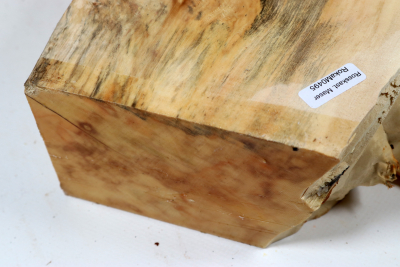 Horse Chestnut Burl 285x190x75mm - Roka0495
