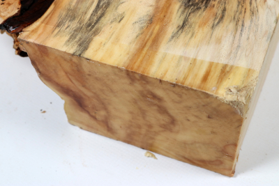 Horse Chestnut Burl 285x190x75mm - Roka0495