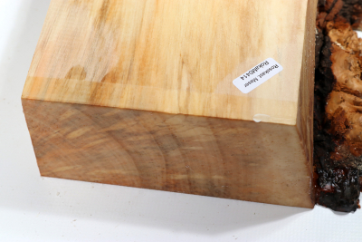 Abschnitt Rosskastanie Maser 575x190x68mm - Roka0414