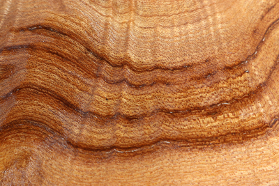 Elm Burl 280x240x50mm - RuesM0589