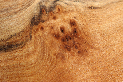 Elm Burl 355x180x50mm - RuesM0595