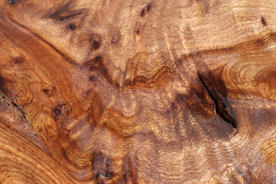 Elm Burl 435x270x50mm - RuesM0588