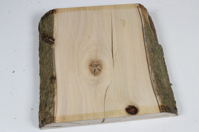 Abschnitt Stechpalme 145x160x42mm - Ilex0254