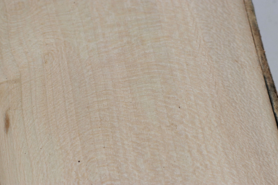 Abschnitt Stechpalme 145x160x42mm - Ilex0254