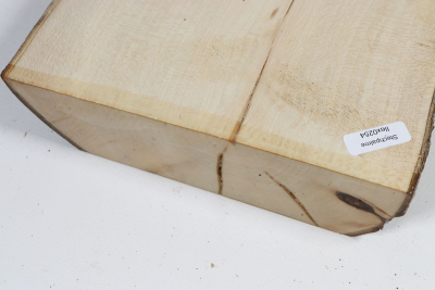 Abschnitt Stechpalme 145x160x42mm - Ilex0254