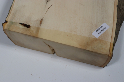 Abschnitt Stechpalme 300x160x35mm - Ilex0233