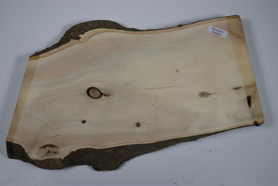 Abschnitt Stechpalme 300x160x35mm - Ilex0233