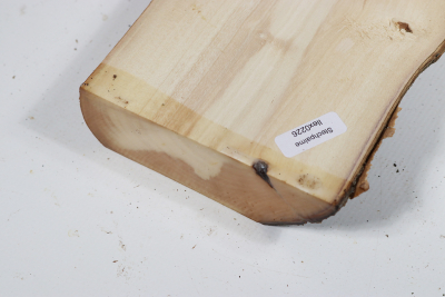 Abschnitt Stechpalme 325x110x33mm - Ilex0226