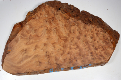 Abschnitt Thuja Maser 500x320x40mm - ThujM1009