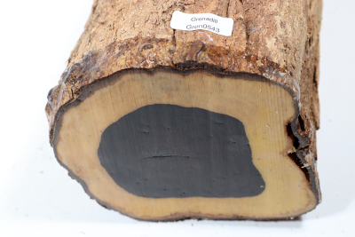 African Blackwood 310x125mm - Gren0543
