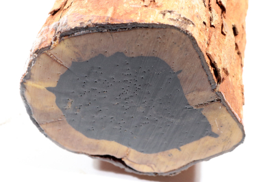 African Blackwood 440x125mm - Gren0548