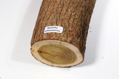 Astabschnitt Perückenstrauch 260x70mm - Perü0108