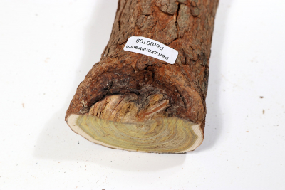 Astabschnitt Perückenstrauch 320x50mm - Perü0109