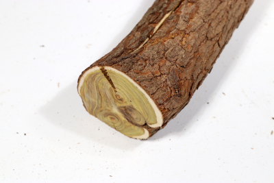 Astabschnitt Perückenstrauch 320x50mm - Perü0109