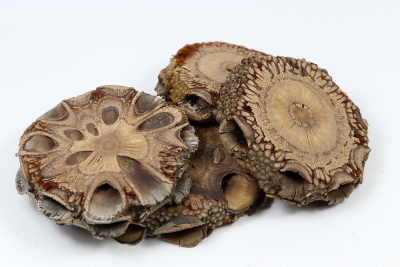 Banksia Grandis Scheibe