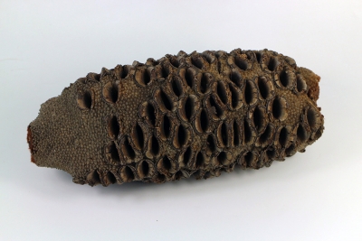 Banksia Grandis Zapfen groß 21cm