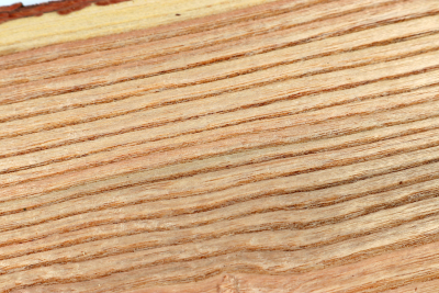 Brettabschnitt Geweihbaum 305x165x35mm - Gewe0112