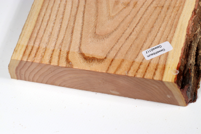 Brettabschnitt Geweihbaum 340x180x35mm - Gewe0117