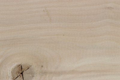 Brettabschnitt Stechpalme 250x180x53mm - Ilex0251