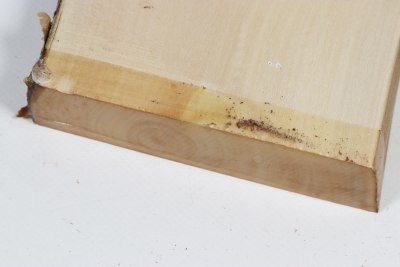 Brettabschnitt Stechpalme 260x125x25mm - Ilex0266