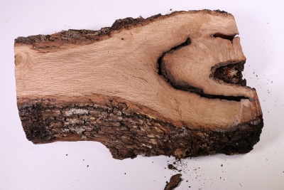 Holm Oak 270x170x70mm - SteiEi0134