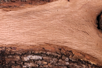 Holm Oak 270x170x70mm - SteiEi0134