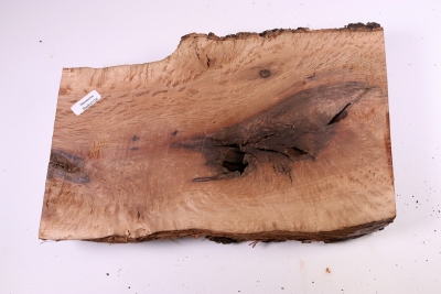 Holm Oak 270x170x70mm - SteiEi0134