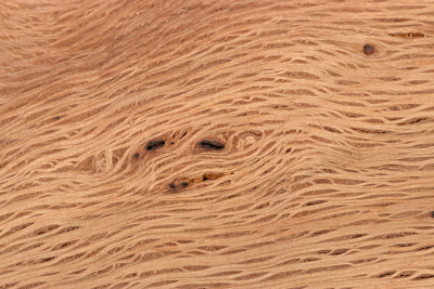 Brettabschnitt Steineiche 285x180x40mm - SteiEi0404