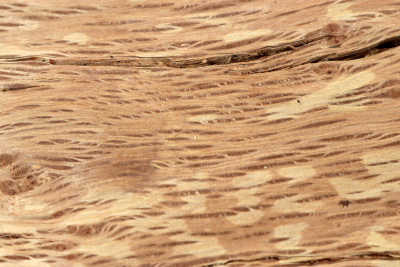 Holm Oak 340x145x50mm - SteiEi0227