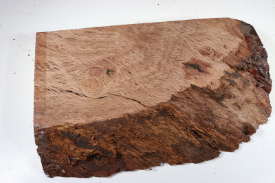 Holm Oak 370x210x55mm - SteiEi0357