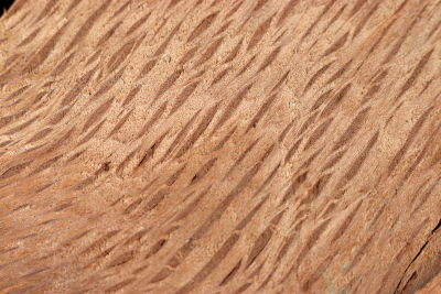 Holm Oak 370x210x55mm - SteiEi0357