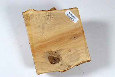 Halbstamm Buchsbaum 93x100x63mm - Buchs0527 Halbstamm Buchsbaum 93x100x63mm - Buchs0527
