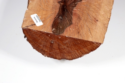 Half Log Holm Oak 280x140x70mm - SteiEi0244