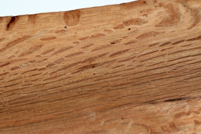 Half Log Holm Oak 450x130x70mm - SteiEi0245