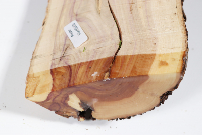 Half Log Lilacwood 450x85x40mm - Flied0056
