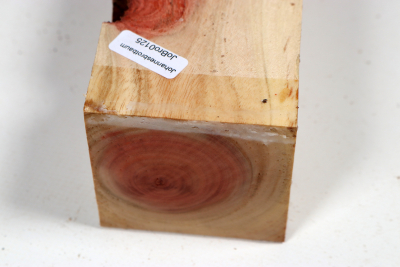 Carob Tree 240x65x55mm - JoBro0125