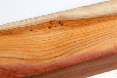 Square Yew 305x50x50mm - Eib1561