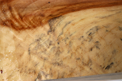 Horse Chestnut 400x65x45mm - Roka0441