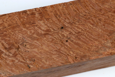 Square Holm Oak 305x60x60mm - SteiEi0425