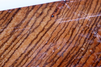 Sqare Zebrawood 280x80x80mm X-Cut - Zebr0682