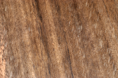 Klotz Eukalyptus geräuchert 200x200x45mm - Euka0083