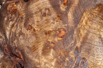 Klotz Golden Madrone 190x170x58mm - GMadr0509