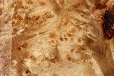 Block Golden Madrone Burl 205x195x60mm - GMadr0562