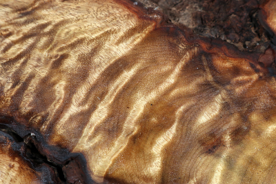 Block Golden Madrone Burl 225x170x53mm - GMadr0473
